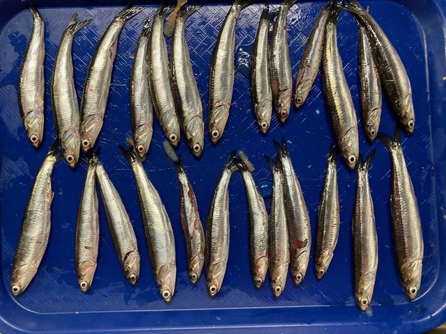 Northern Anchovies